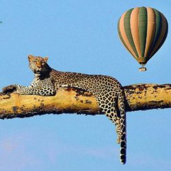 Balloon Safaris