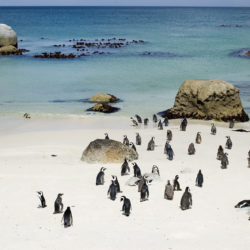 Boulders beach penguin