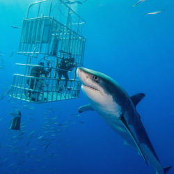 Shark cage dive, Gansbaai 1