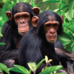 chimp-tracking