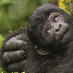 gorilla-photogrpahy