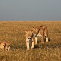 Masai Mara 4