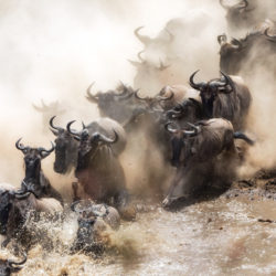 Wildebeest Migration